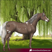 Horse Color:White Spotted Silver Black 