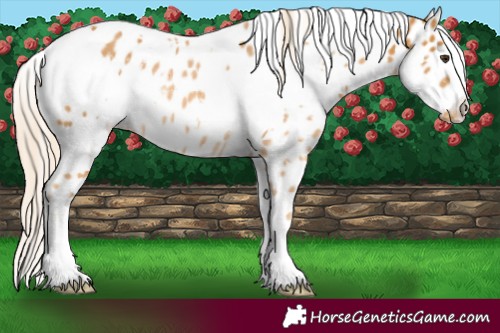 Horse Color:White Spotted Palomino Appaloosa 