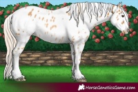 Horse Color:White Spotted Palomino Leopard