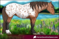 Horse Color:Bay Near Leopard
