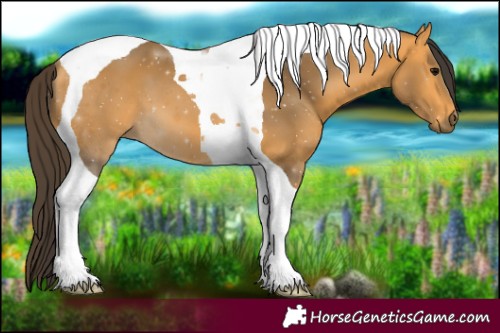 Horse Color:Buckskin Tobiano
