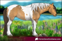 Horse Color:Buckskin Tobiano 