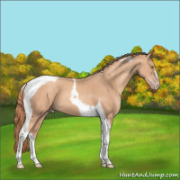 Horse Color:Gold Champagne Tobiano 