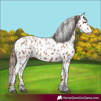 Horse Color:Red Roan Appaloosa 