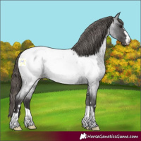 Horse Color:Smoky Blue Roan Snowcap 