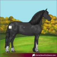 Horse Color:Black Tobiano Rabicano 