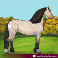 Horse Color:Bay Roan Dun 