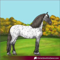 Horse Color:Smoky Blue Roan Appaloosa 