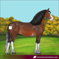 Horse Color:Brown Splash