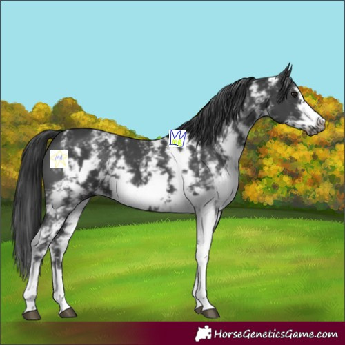Horse Color:Black Sabino Frame
