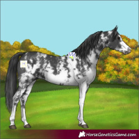 Horse Color:Black Sabino Frame 