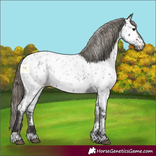 Horse Color:Smoky Blue Roan Appaloosa 