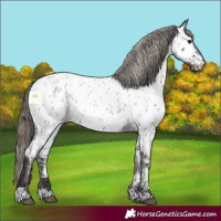 Horse Color:Smoky Blue Roan Appaloosa 