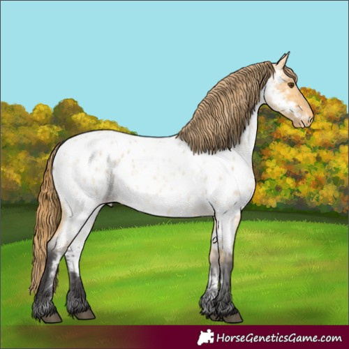Horse Color:Buckskin Roan Dun Appaloosa 