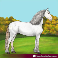 Horse Color:Red Dun Roan Appaloosa 