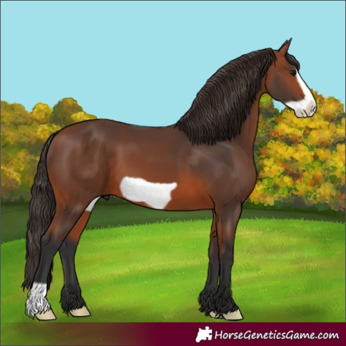 Horse Color:Bay Frame 