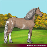 Horse Color:White Spotted Silver Grullo 
