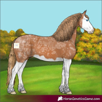 Horse Color:Chestnut Ice Splash 