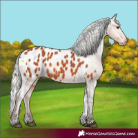 Horse Color:Silver Bay Appaloosa 