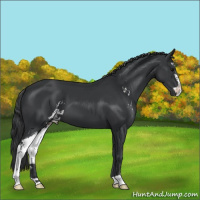 Horse Color:Black Sabino 