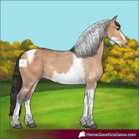 Horse Color:Bay Dun Tobiano Frame Rabicano 