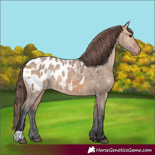 Horse Color:Bay Dun Appaloosa 