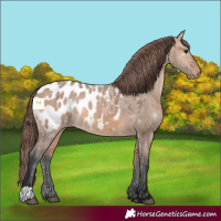 Horse Color:Bay Dun Appaloosa 