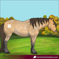 Horse Color:Buckskin 