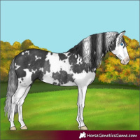 Horse Color:White Spotted Black Splash Rabicano 