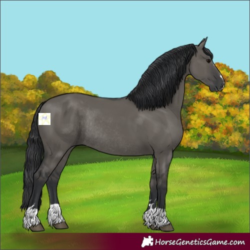 Horse Color:Grullo Rabicano