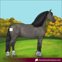 Horse Color:Grullo Rabicano 
