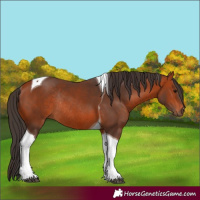 Horse Color:Bay Tobiano Rabicano 