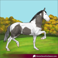 Horse Color:Grullo Splash Tobiano 