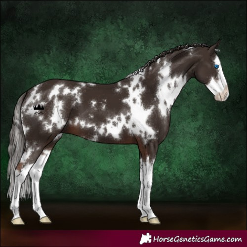 Horse Color:White Spotted Liver Chestnut Splash 