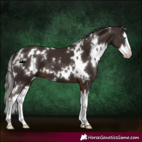 Horse Color:White Spotted Liver Chestnut Splash 