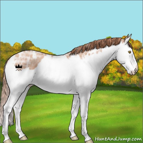 Horse Color:White Spotted Gold Champagne Ice Splash 