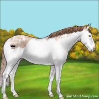 Horse Color:White Spotted Gold Champagne Ice Splash