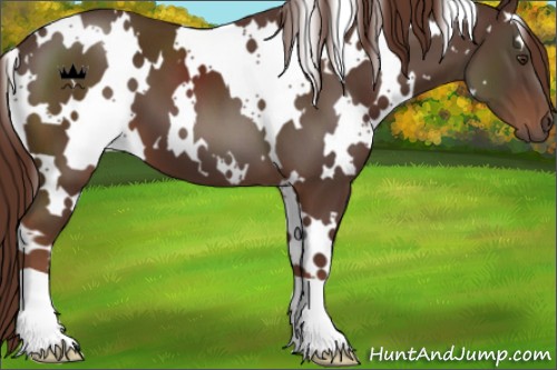 Horse Color:White Spotted Liver Chestnut