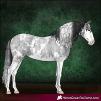 Horse Color:White Spotted Blue Roan Splash 