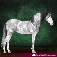 Horse Color:White Spotted Blue Roan Splash