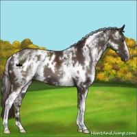Horse Color:White Spotted Liver Chestnut