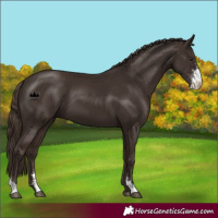 Horse Color:Liver Chestnut Sabino