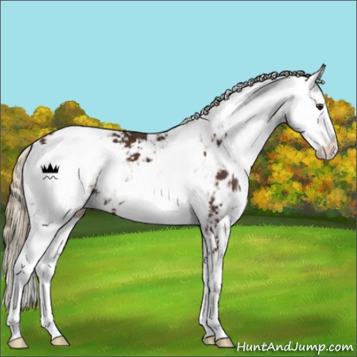 Horse Color:Liver Chestnut Sabino 