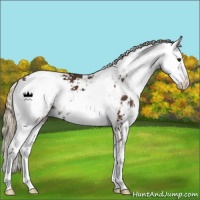 Horse Color:Liver Chestnut Sabino 