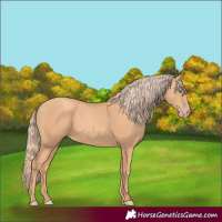 Horse Color:Gold Champagne 
