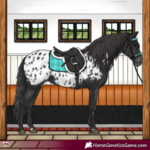 Horse Color:Black Appaloosa