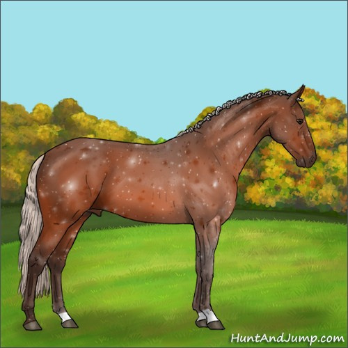 Horse Color:Silver Bay 