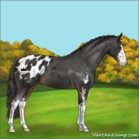 Horse Color:Liver Chestnut Sabino Blanket 