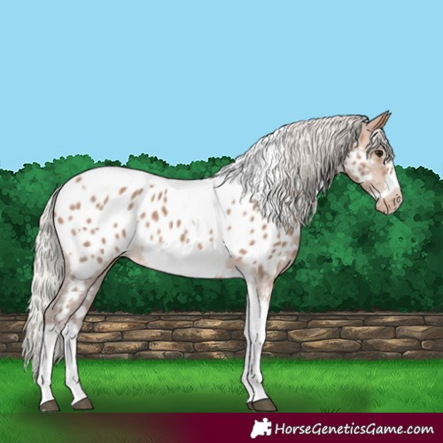 Horse Color:Silver Bay Dun Sabino Tobiano Frame Appaloosa Rabicano 