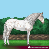 Horse Color:Silver Bay Dun Sabino Tobiano Frame Appaloosa Rabicano
